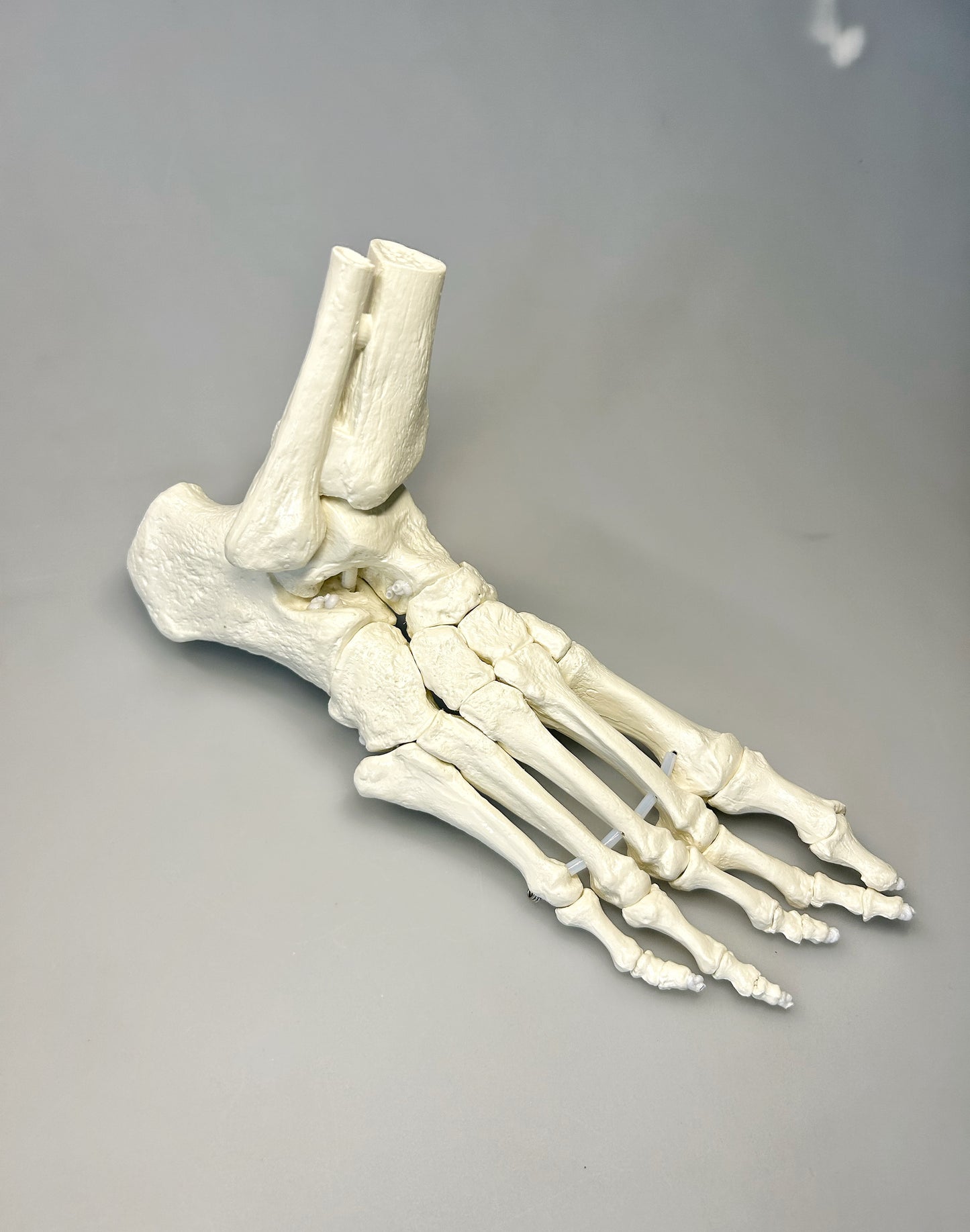 Model Normalfuß / Fußskelett