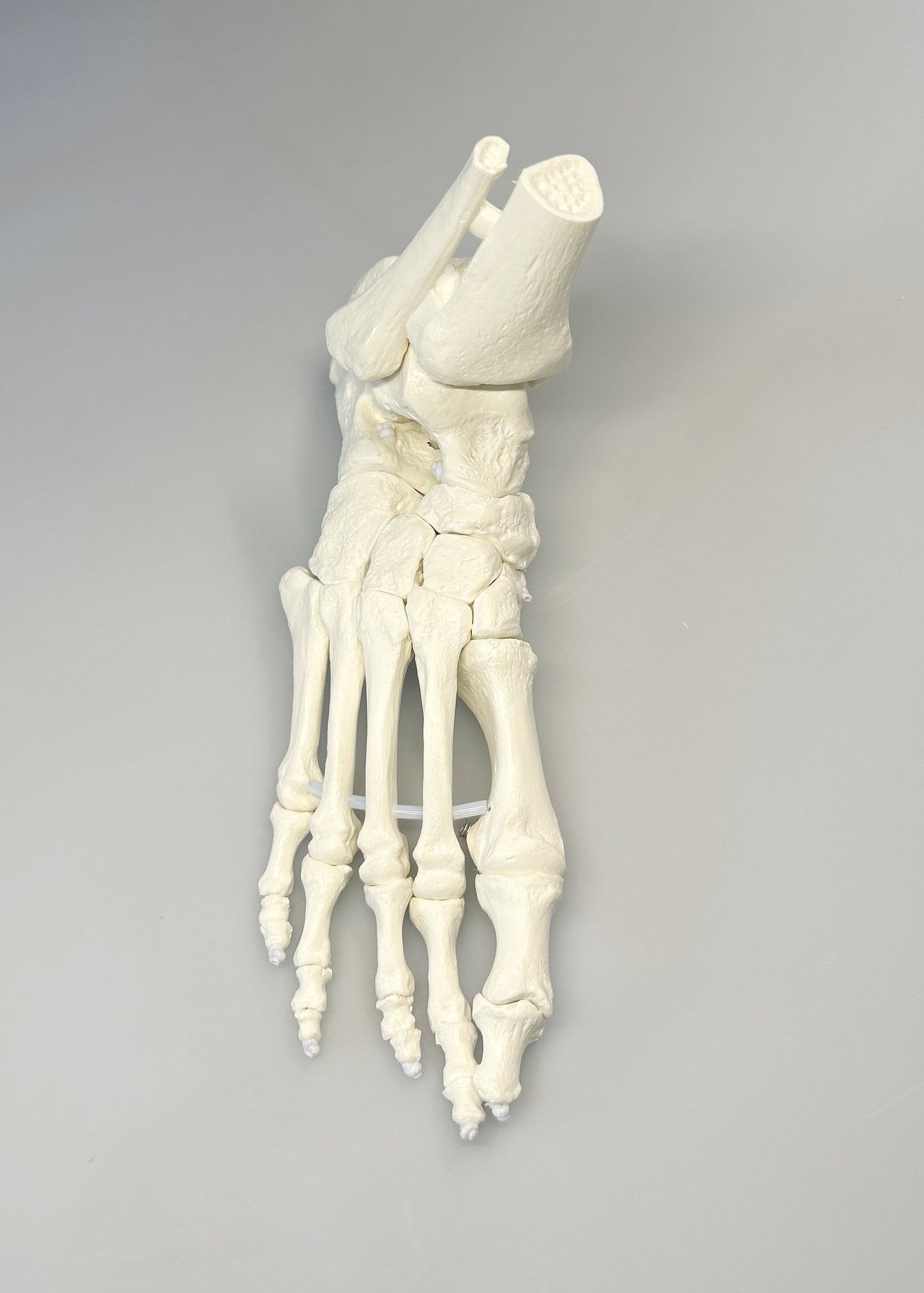 Model Normalfuß / Fußskelett