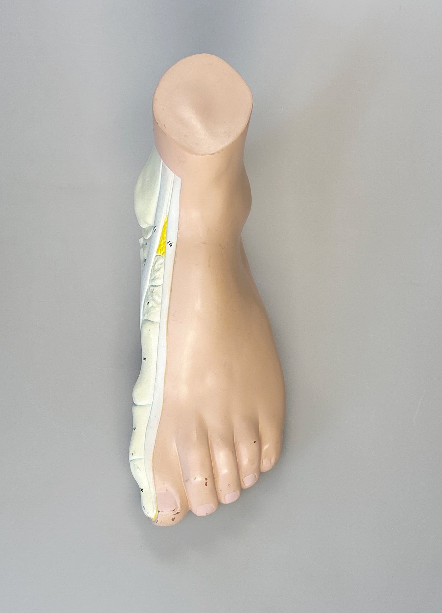 Model Hohlfuß
