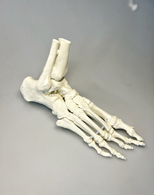 Model Normalfuß / Fußskelett