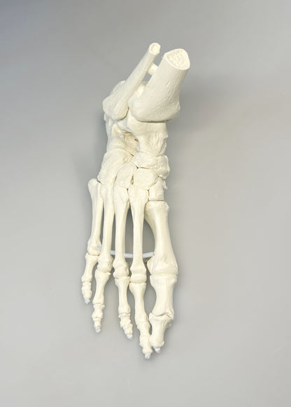Model Normalfuß / Fußskelett