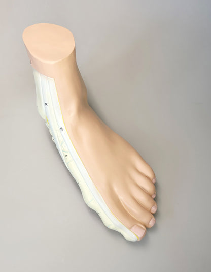 Model Plattfuß